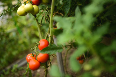 Close-up of tomatoes growing on tree