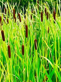 Full frame shot of plants growing on field