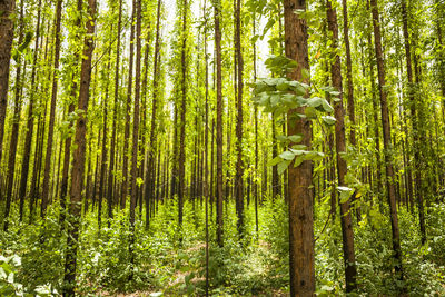 View of trees in forest