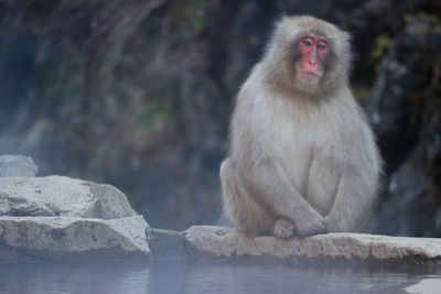 Monkey looking away while sitting on rock