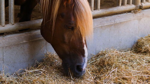 Horse in stable