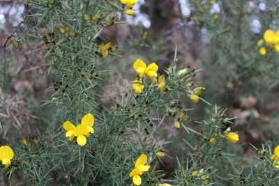 Close-up of yellow flowering plants on field