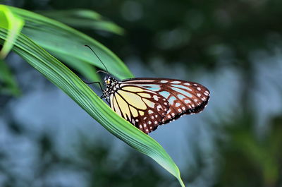 Close-up of butterfly on leaf