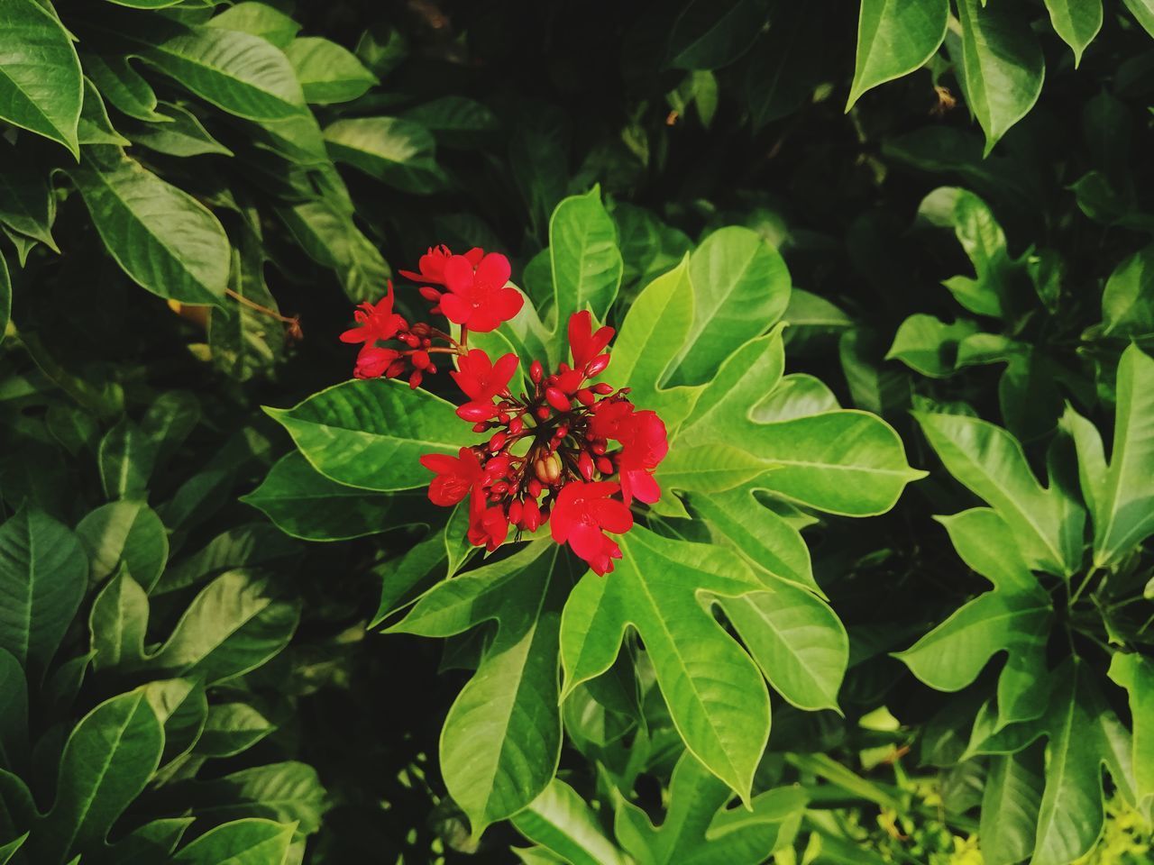 CLOSE-UP OF RED FLOWERING PLANT AGAINST GREEN PLANTS