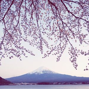 Scenic view of tree by mountains against clear sky