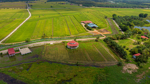 Aerial view of agriculture land, paddy fields in sungai rambai, melaka, malaysia