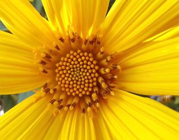 Close-up of sunflower