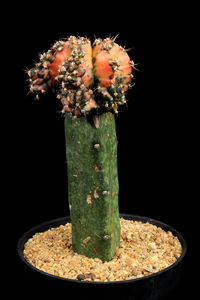 Close-up of plant against black background