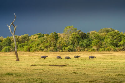 Horses grazing on field