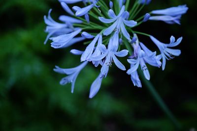 Close-up of purple flowers blooming