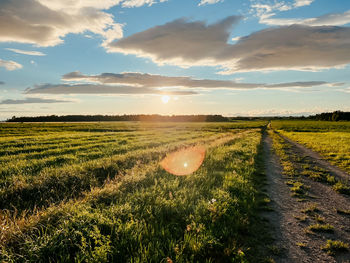 Scenic view of agricultural field against sky during sunset