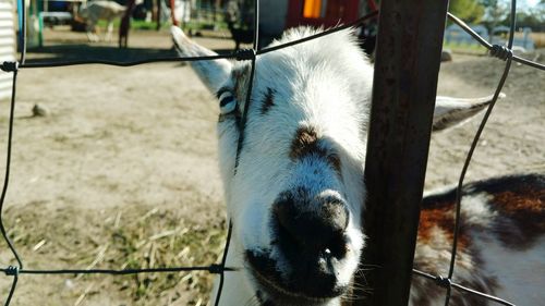 Close-up portrait of horse