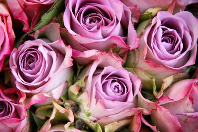 Close-up of pink rose