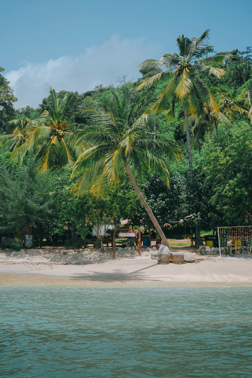 PALM TREES BY SWIMMING POOL