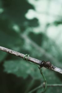 Close-up of barbed wire fence