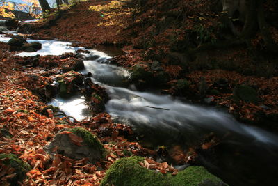 Stream flowing through rocks in forest