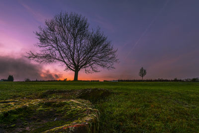 Bare tree on field against sky during sunset