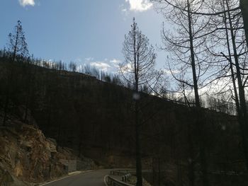 Road amidst bare trees in forest against sky