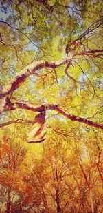 Low angle view of autumnal trees