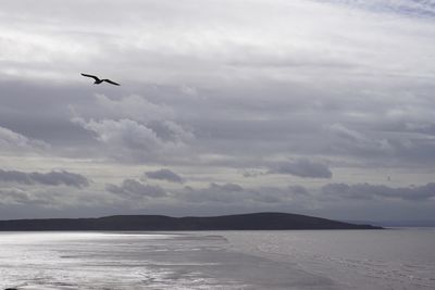 Bird flying over sea against sky