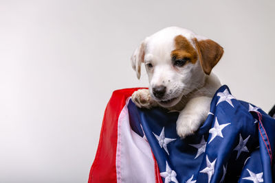 Portrait of dog against white background