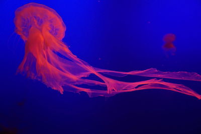 Close-up of jellyfish in water