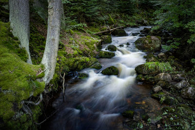 Stream flowing through rocks in forest