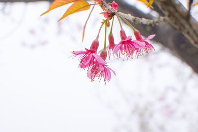 Close-up of pink cherry blossoms in spring