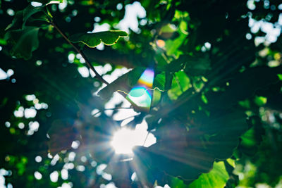 Bright sun shining through branches