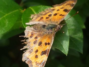 Close-up of butterfly on leaf