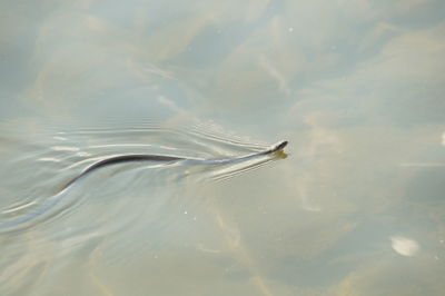 High angle view of turtle in lake