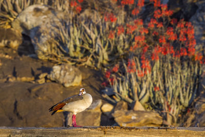 Close-up of bird perching on a tree