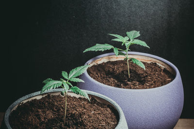 Close-up of potted plant against black background