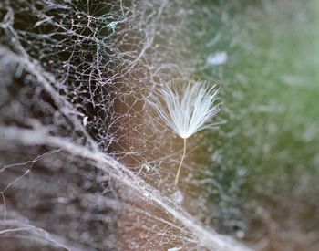 Close-up of plant against blurred background