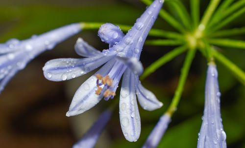 Close-up of wet purple flowering plant during rainy season