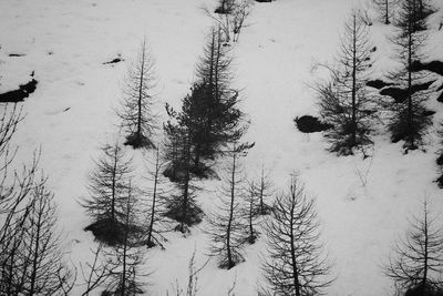 High angle view of trees on snow covered landscape