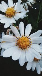 Close-up of white flowers blooming outdoors