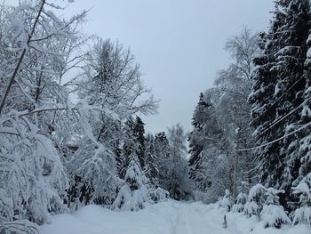 Trees on snow covered landscape against sky