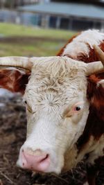 Close-up of cow in field