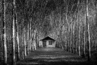 House amidst bare trees in forest