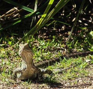 View of a reptile in a field