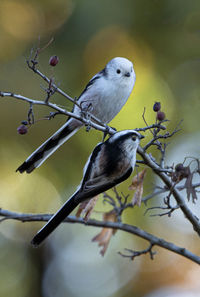 Low angle view of bird perching on plant