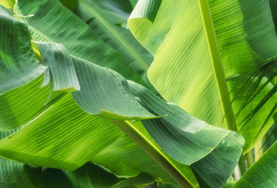 Tropical banana leaf texture, large palm foliage,nature bright green background