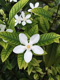 Close-up of white flowers