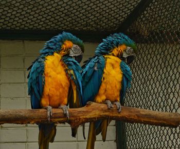 Close-up of parrot perching in cage