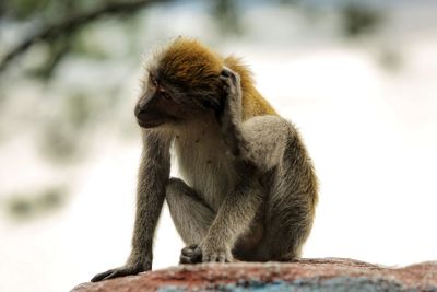 Close-up of monkey sitting outdoors