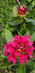 High angle view of pink flowering plant