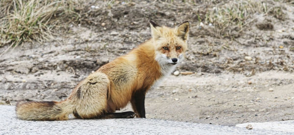 A wild red fox is sitting by the sand dunes on the side of the road at the beaches of fire island.