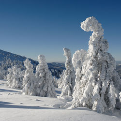 Snow covered trees against clear blue sky