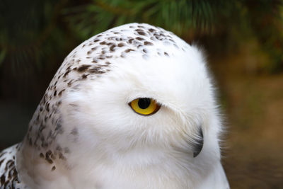 Close-up of white owl